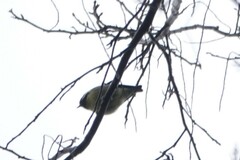 Periparus venustulus