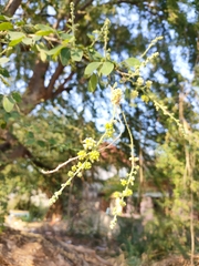 Pithecellobium dulce