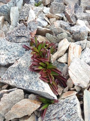 Gentianella bellidifolia