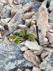Gentianella bellidifolia