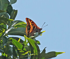Charaxes druceanus