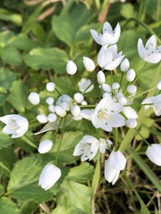 Allium neapolitanum