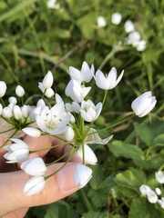 Allium neapolitanum