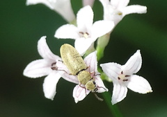 Danacea nigritarsis