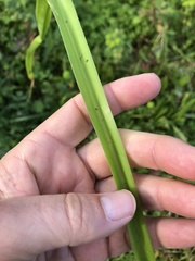Allium neapolitanum