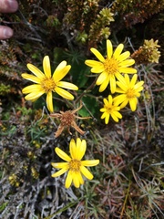 Brachyglottis bellidioides