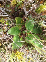 Brachyglottis bellidioides