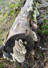 Trametes hirsuta