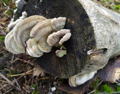 Trametes hirsuta