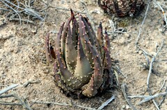 Tulista pumila