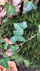 Hedera helix