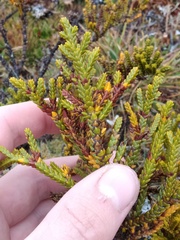 Halocarpus bidwillii