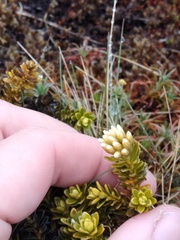 Ozothamnus leptophyllus