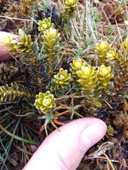Ozothamnus leptophyllus