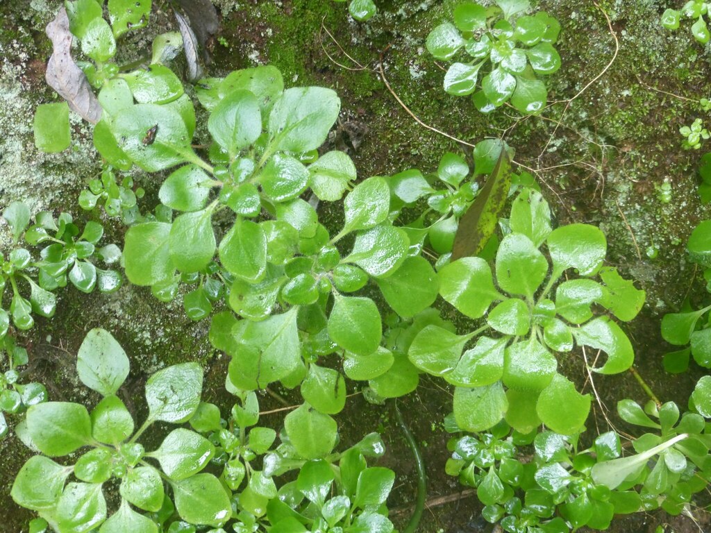 Aichryson porphyrogennetos (Aichryson porphyrogennetos)