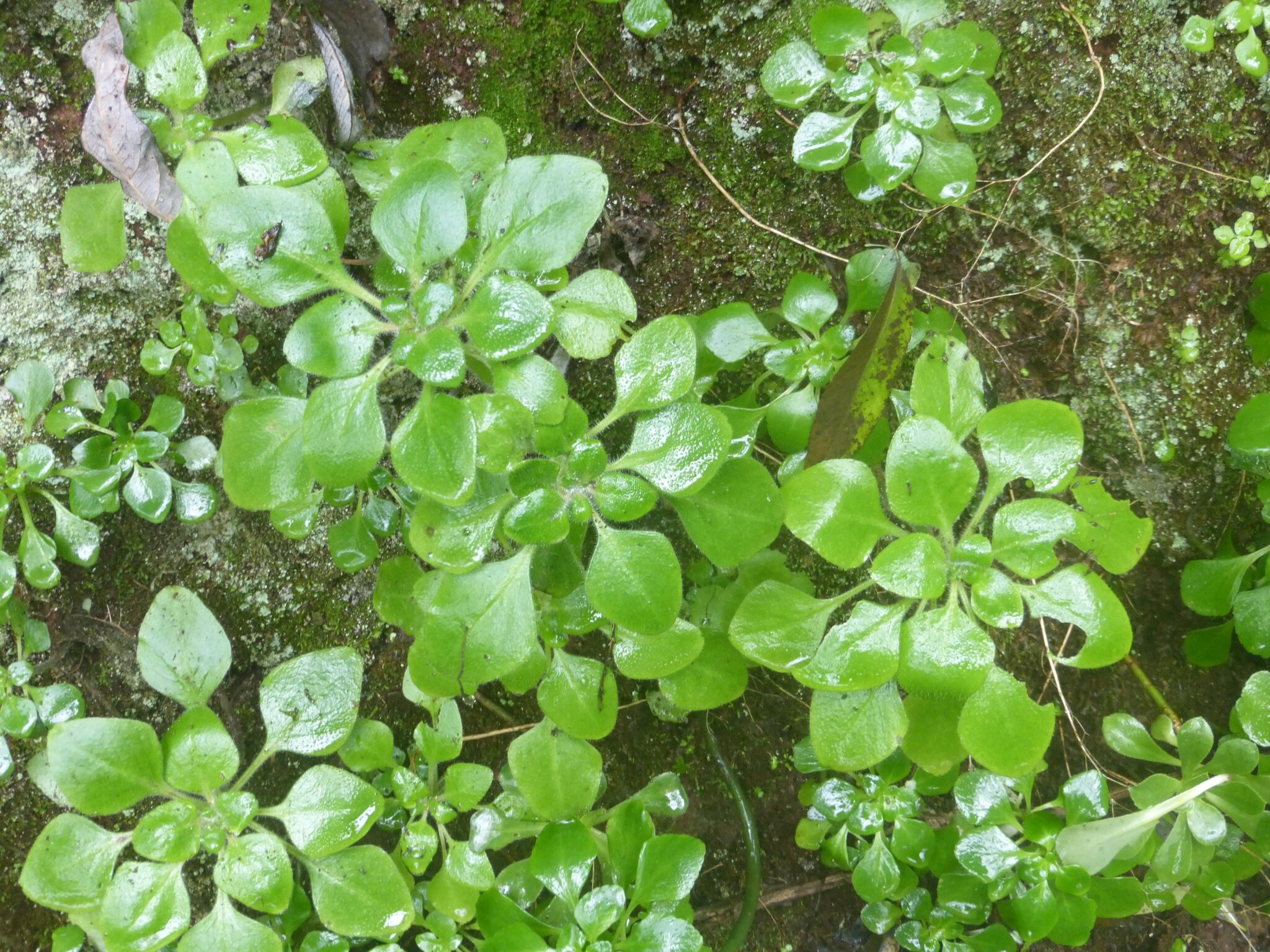 Aichryson porphyrogennetos