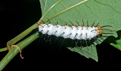 Heliconius hecale