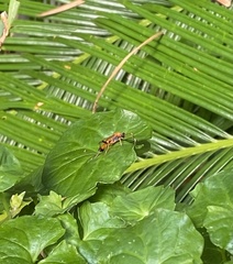 Ctenochares bicolorus