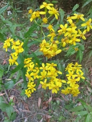 Senecio linearifolius