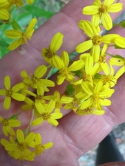 Senecio linearifolius