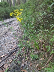 Senecio linearifolius