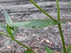 Senecio linearifolius