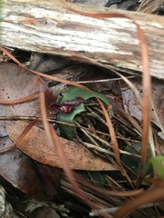 Corybas undulatus