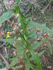 Senecio linearifolius