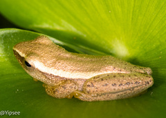 Rohanixalus vittatus