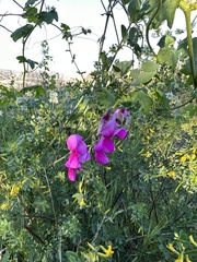 Lathyrus vestitus alefeldii