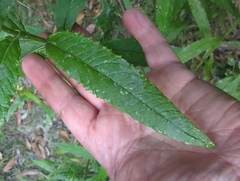 Senecio linearifolius