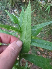 Senecio linearifolius