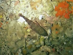 Hypoplectrodes wilsoni