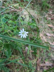 Stellaria flaccida