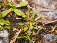 Draba verna