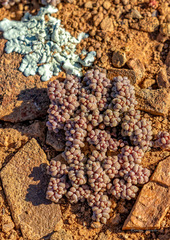 Crassula corallina