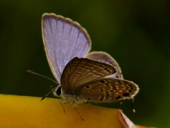 Luthrodes pandava