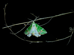Chlorodes boisduvalaria