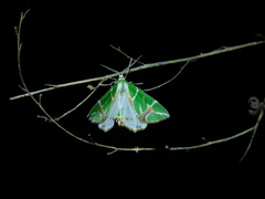 Chlorodes boisduvalaria