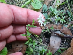 Stellaria flaccida