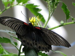 Papilio memnon
