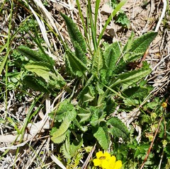 Betonica officinalis