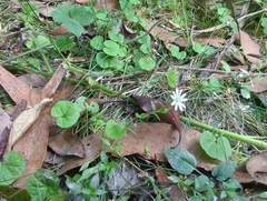 Stellaria flaccida
