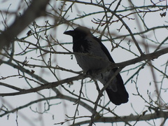Corvus cornix