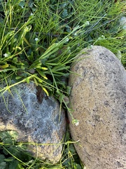 Plagiobothrys collinus