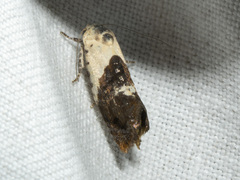 Hypertropha chlaenota