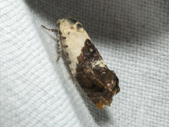 Hypertropha chlaenota