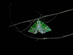 Chlorodes boisduvalaria