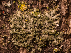 Phaeophyscia nigricans