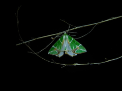 Chlorodes boisduvalaria